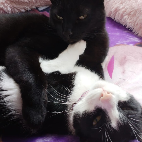 Meet the Posher - Picture 3 of 3